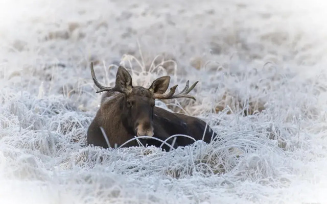 Hotelli Mesikämmen Oy