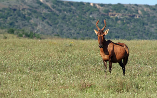 Leeuwenbosch Country House - Amakhala Game Reserve