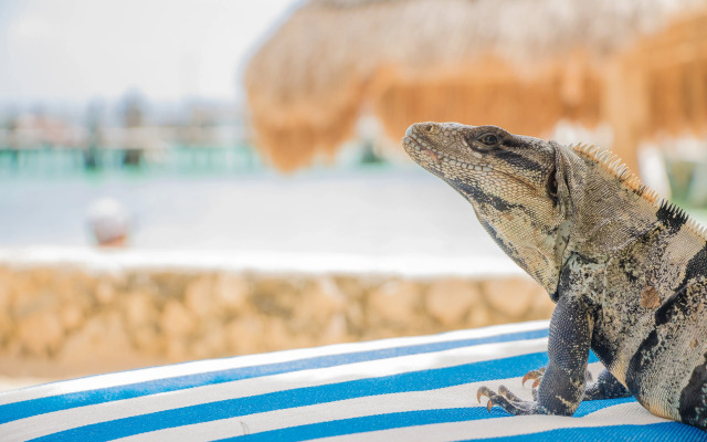 Hotel Dos Playas Faranda Cancun
