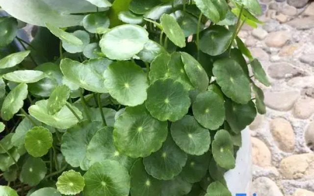 Yinlu Zhuyun Guesthouse