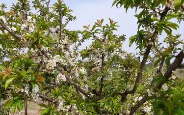 Casa Branca do Olival