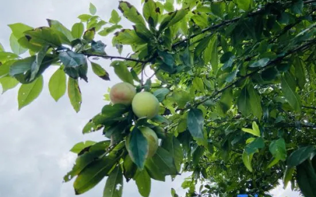 Shuizhuang No.8 Holiday Villa – Outside – Nanping