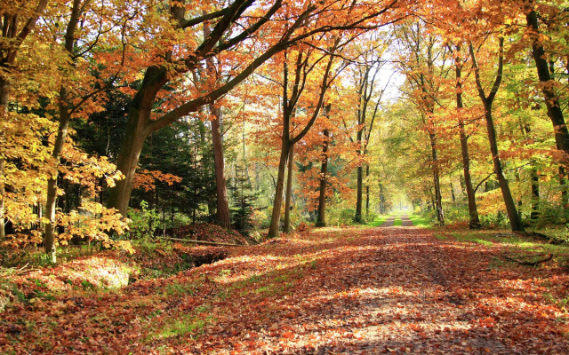 Holiday Home in Stegeren With Pool