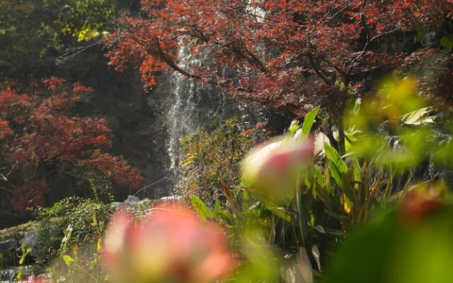 The Little Garden Boutique Hotel