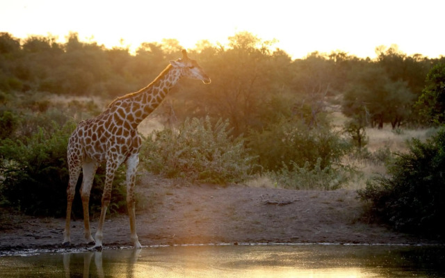 Ivory Wilderness River Rock Lodge