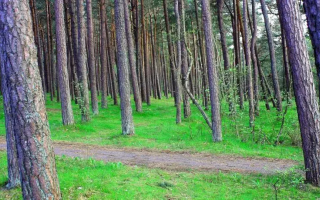 Pine Forest Lux