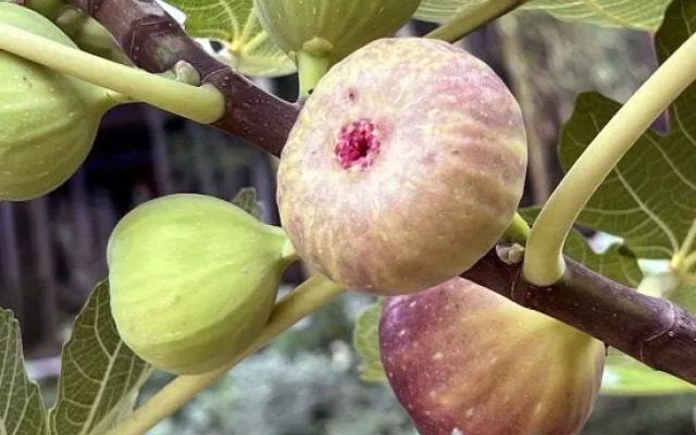 Yuyang Gengdu Jiangyuan Inn