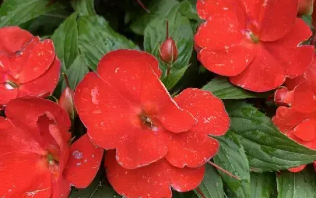 Shenzhen Hua Zhu Xiao Yuan HomestaShenzhen Sha Yu Yong Hua Zhu Xiao Yuan Homesta