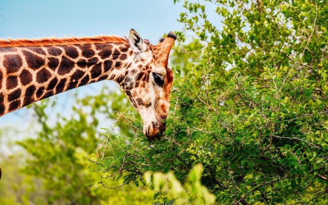 MILIMA Big 5 Safari Lodge