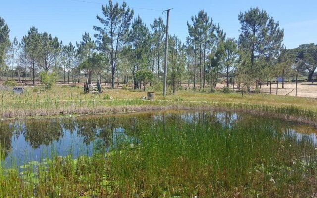 Stone Pines