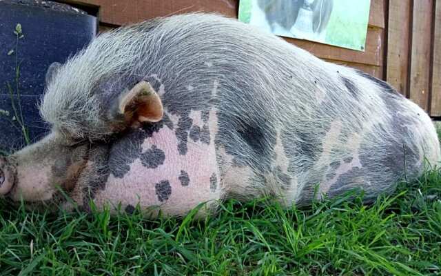 La petite ferme de Pouillon - Parc animalier - aire de loisirs
