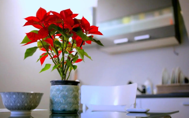 Studio apartman - Park -