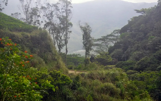 Wild Glamping Knuckles