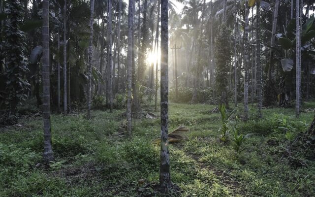 Dudhsagar Plantation
