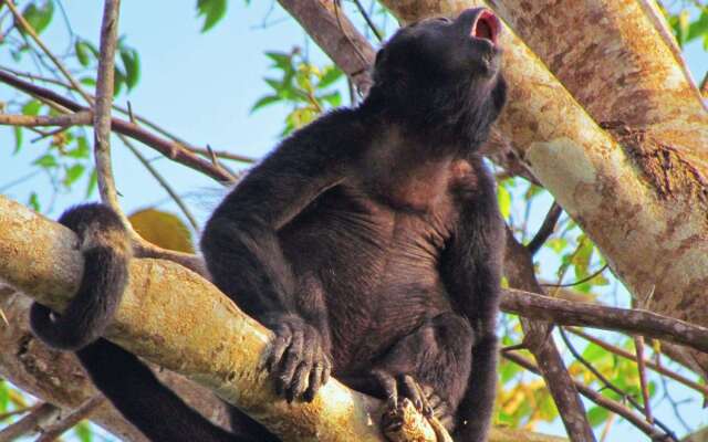 Isla Palenque Member of the Cayuga Collection