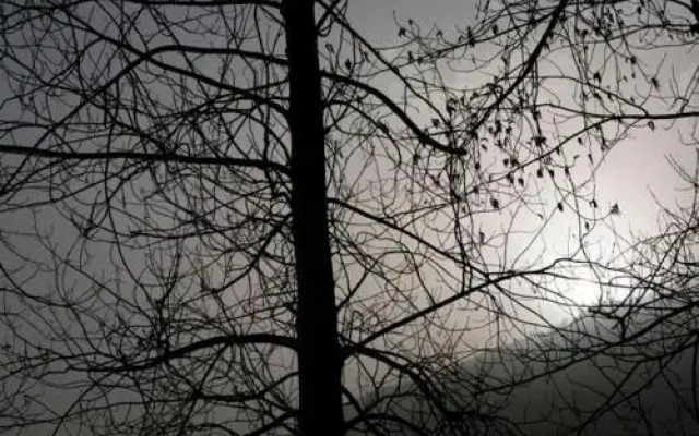 The Sonaugi Homestead