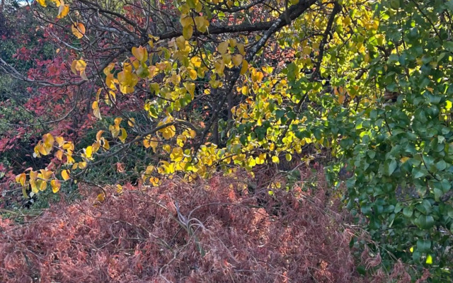 The Prospector on Miners