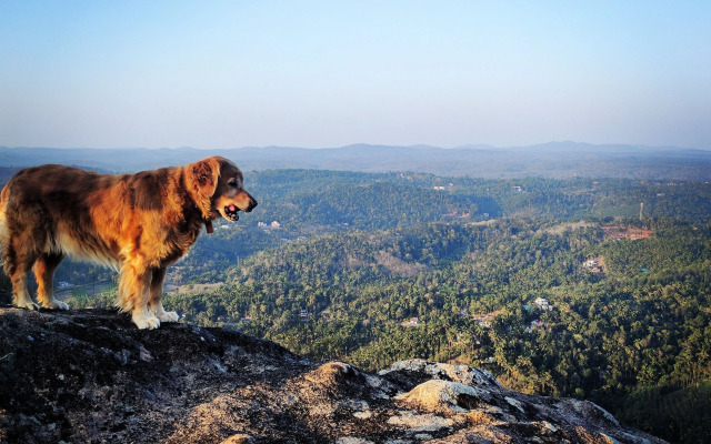 Tranquil Resort - BluSalzz Collection, Wayanad