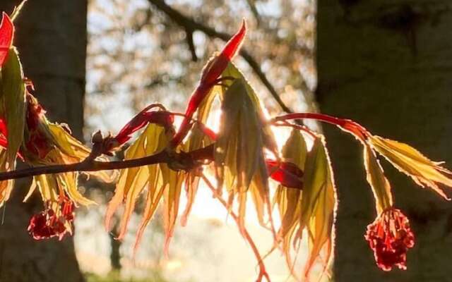 Yew Tree Cottage B&B