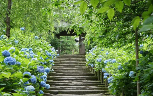 Kamakura Cocon