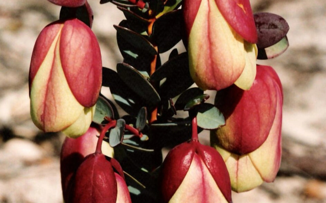 Wavecrest Village & Tourist Park