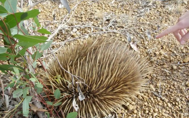 Unwind Kangaroo Island Dreaming