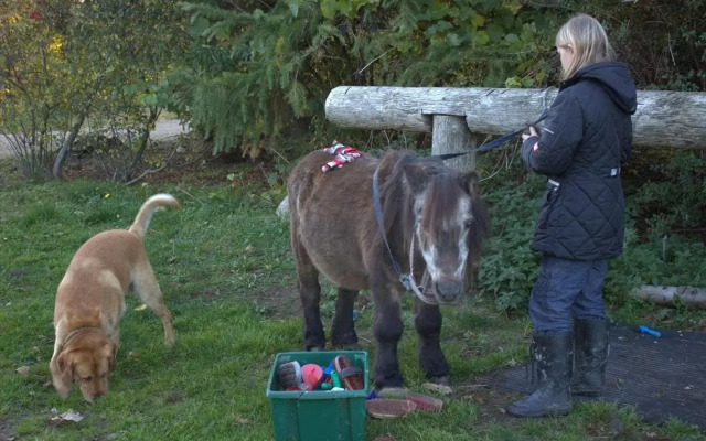 Stutteri Skandi Hest