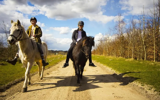 Stutteri Skandi Hest