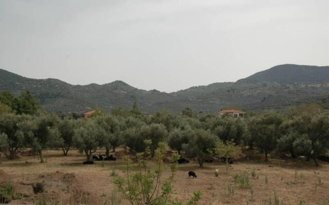 Elenis Olive green Studio