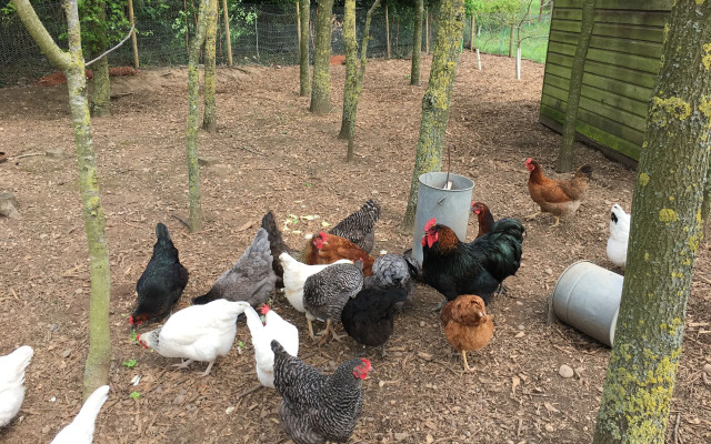 Marsh Farm