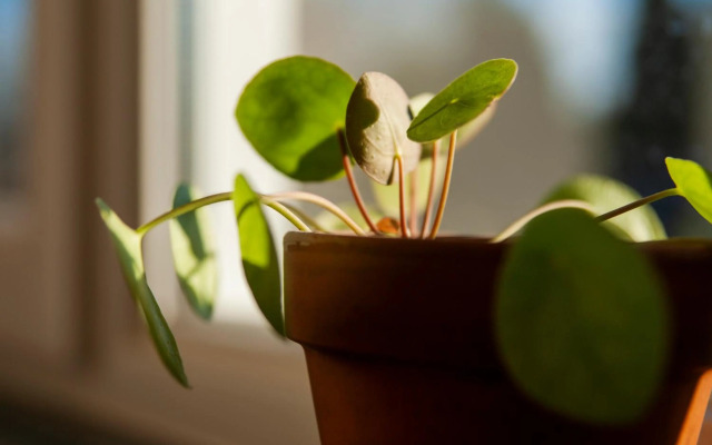 The Farmer's Daughter