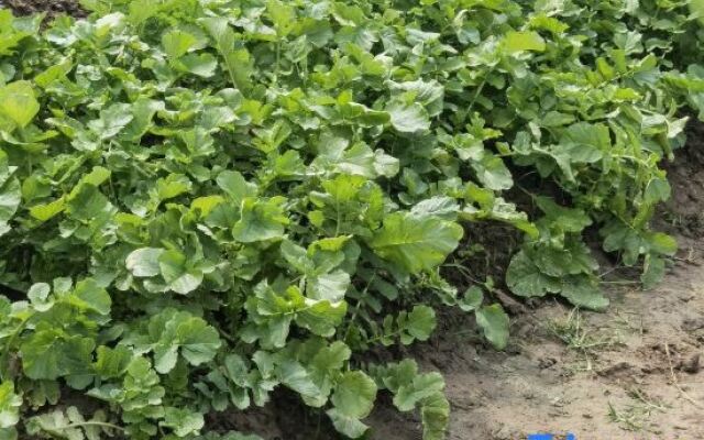 Shanghai COZY-Kushi Countryside Resort Homestay