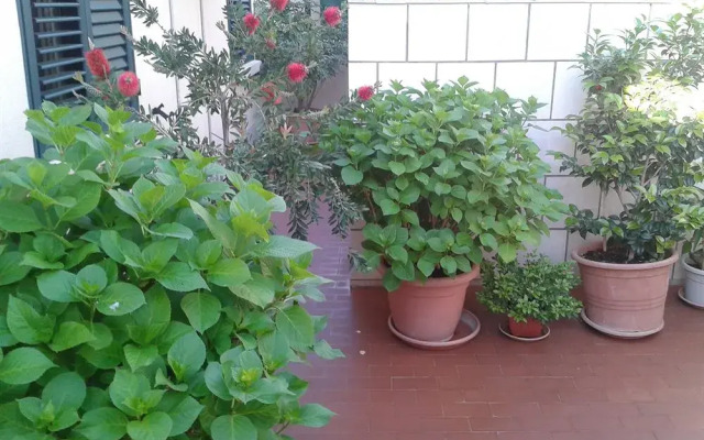 Anna Guesthouse