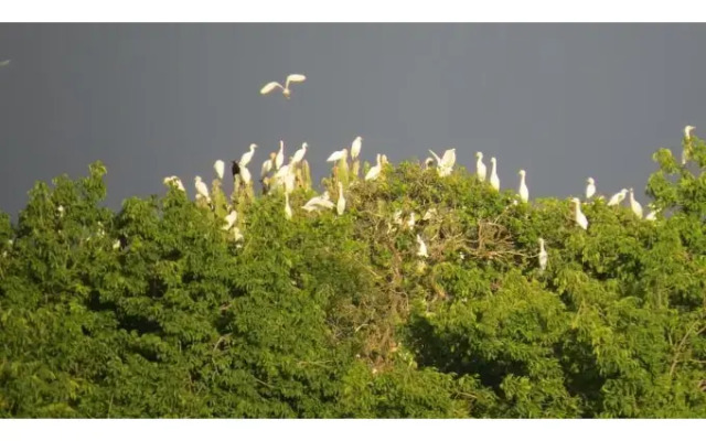 Chapwani Island