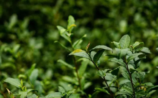 Sanshan Wuli Boutique Hostel