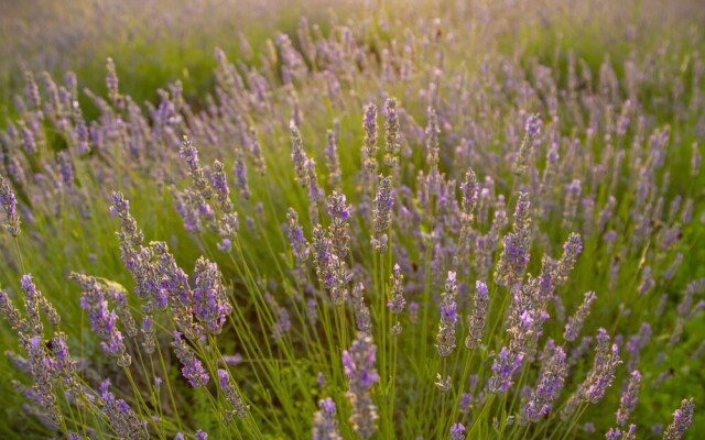 apartmani lavanda