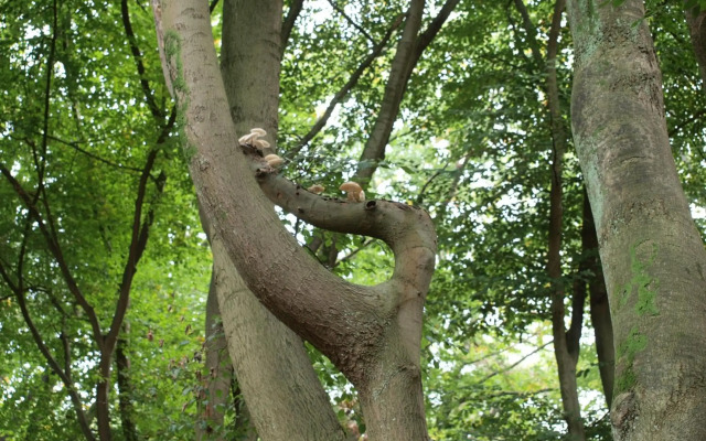 Bed En - of zonder - Breakfast Putten