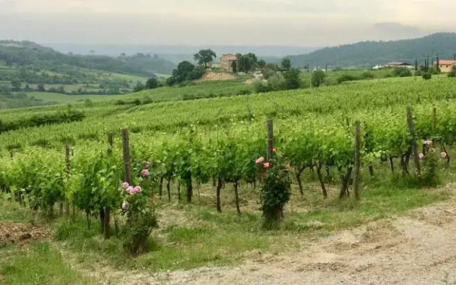 The Grapevine by MANVI