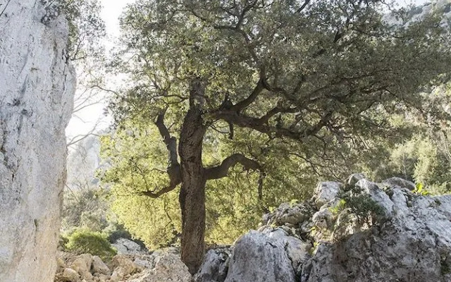 Rejna Residence Hotel