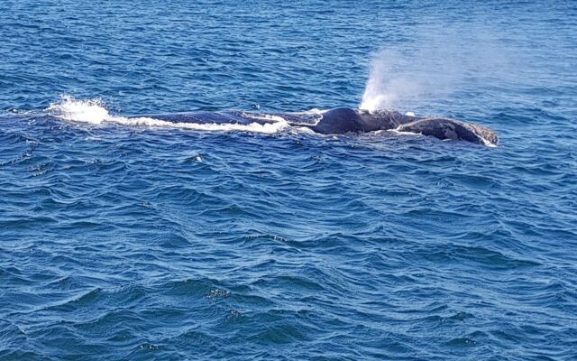 Royal Whale Watching