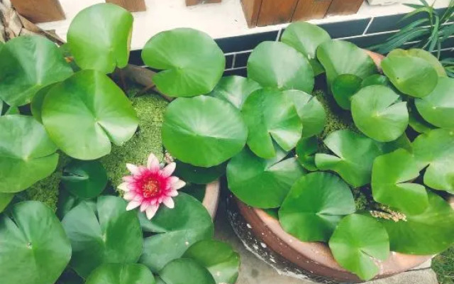 Shanghai Xiangyin Homestay