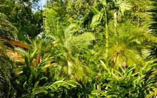 La Paz del Caribe