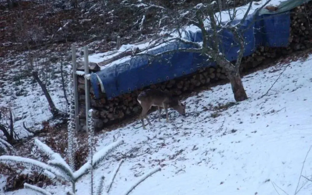 CHRISTEL-S-Ferienwohnung