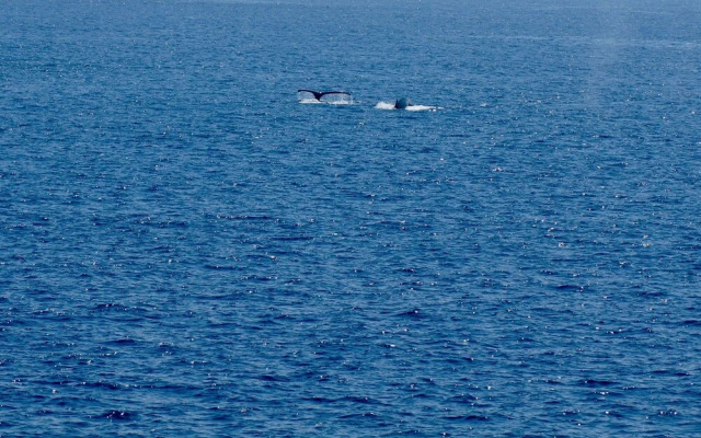 Direct Oceanfront, Big Island Home