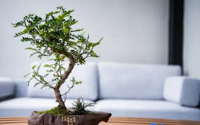 Qingxi Wushe B&B