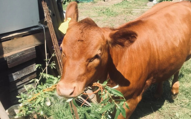 Penzion U Lucerny s malou farmičkou