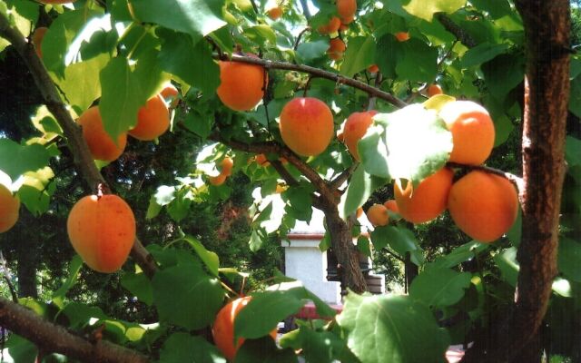 Hibiscus Affittacamere