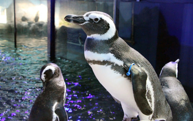 Pousada Papito Ubatuba - Praia Perequê-açu