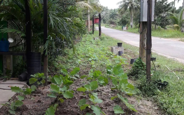 Phangan Farm Stay Resort