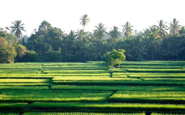 The Luxe Ubud